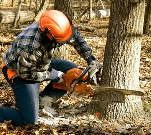 Tree Removal in Ellinger, TX